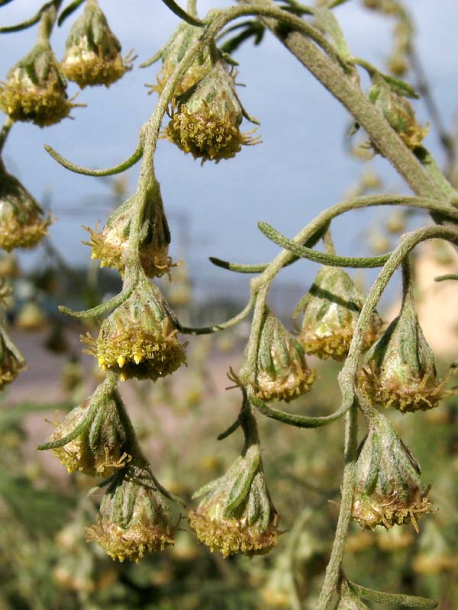 Image of Artemisia sieversiana specimen.