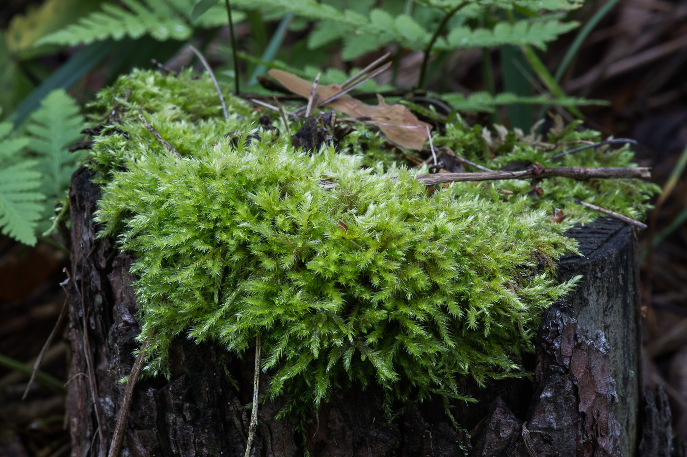 Изображение особи семейство Brachytheciaceae.