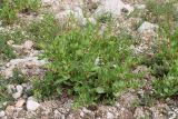 Aconogonon hissaricum