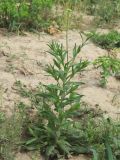 Camelina sylvestris