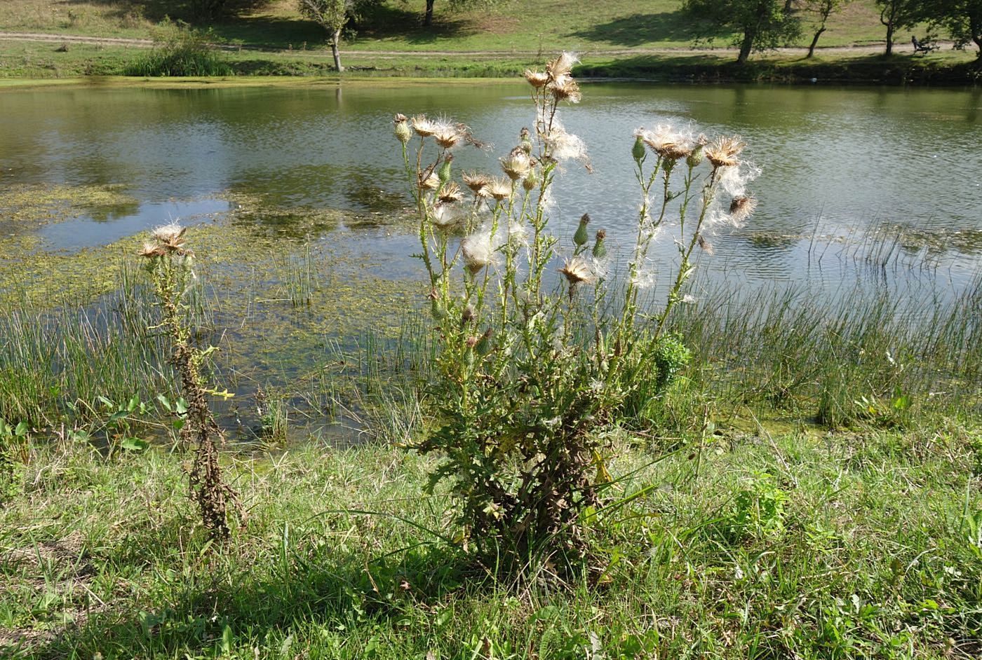 Image of Cirsium vulgare specimen.