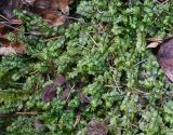 genus Plagiochila