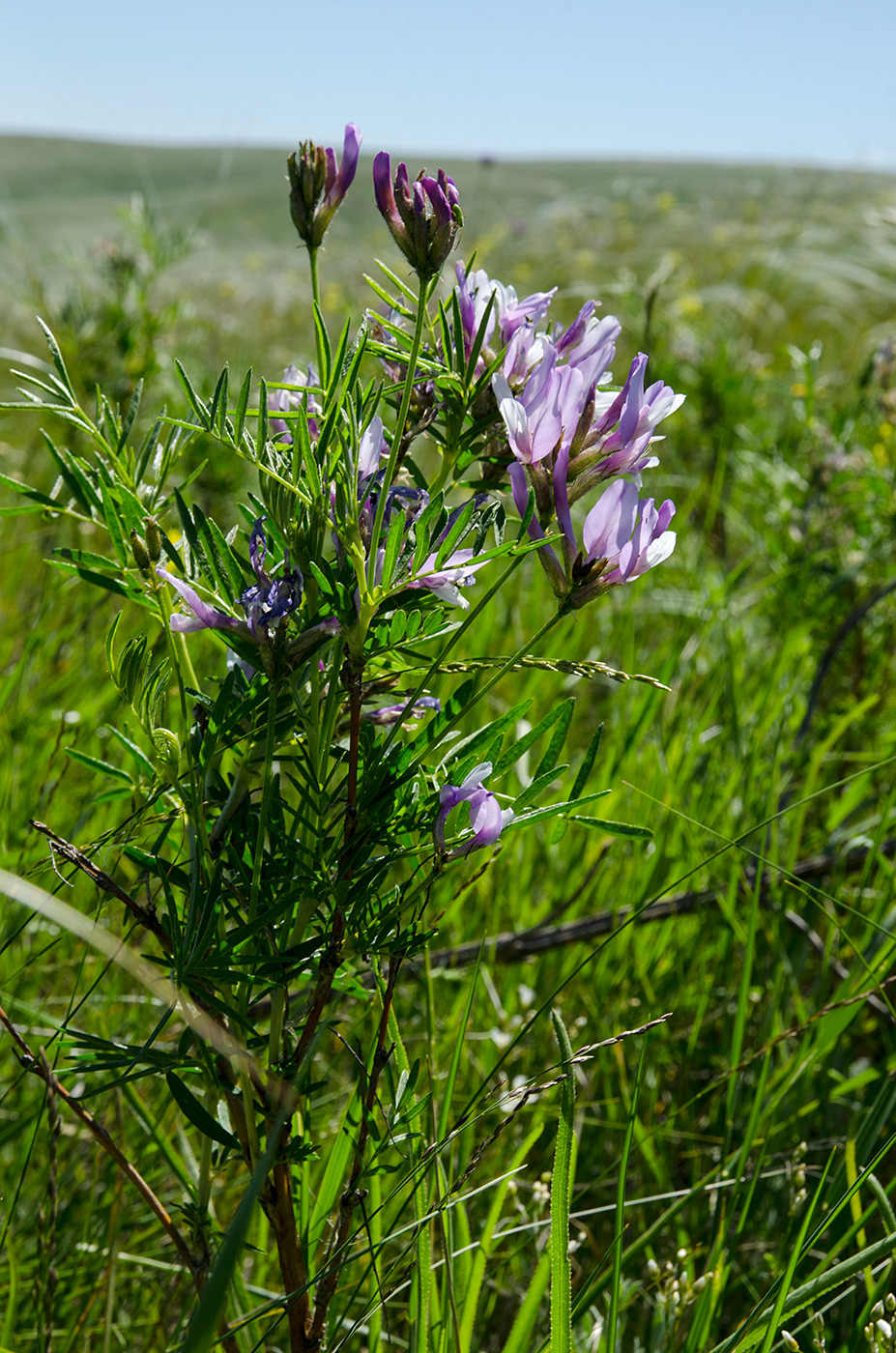 Изображение особи Astragalus oropolitanus.