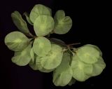 Ulmus laciniata