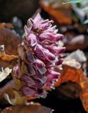 Lathraea squamaria