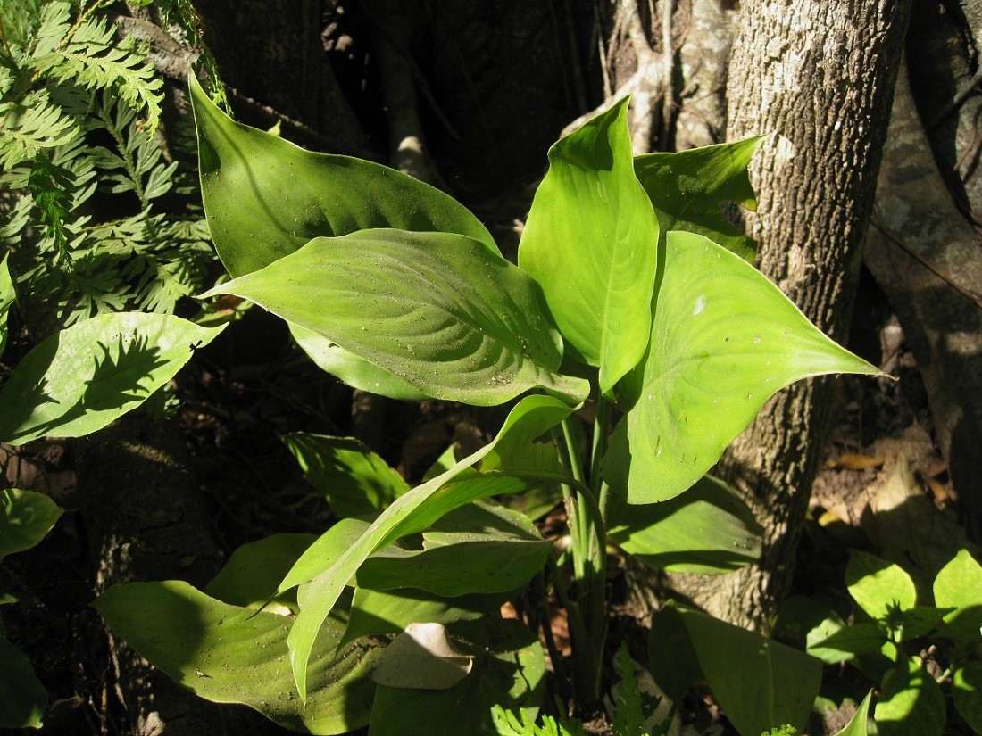 Image of Aglaonema ovatum specimen.