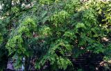 Thuja occidentalis. Ветви с незрелыми шишками. Калининградская обл., Зеленоградский р-н, г. Зеленоградск, в культуре. 30.06.2025.