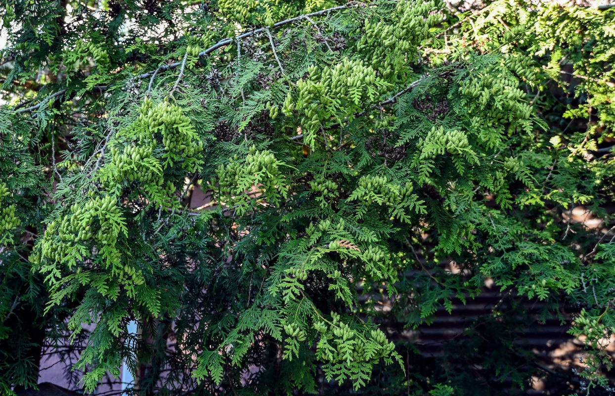 Image of Thuja occidentalis specimen.