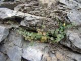Nanorrhinum ramosissimum