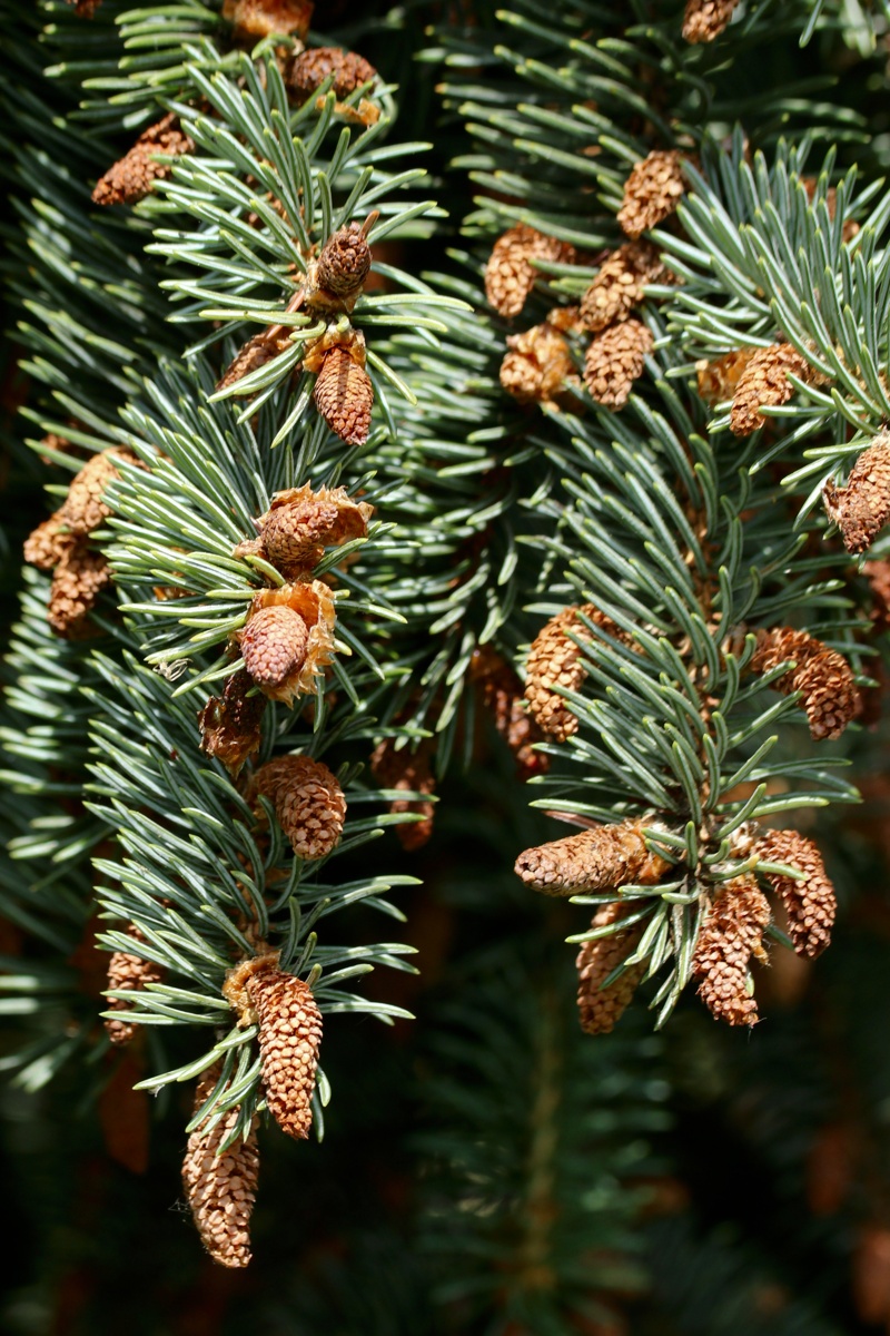 Image of Picea pungens f. glauca specimen.