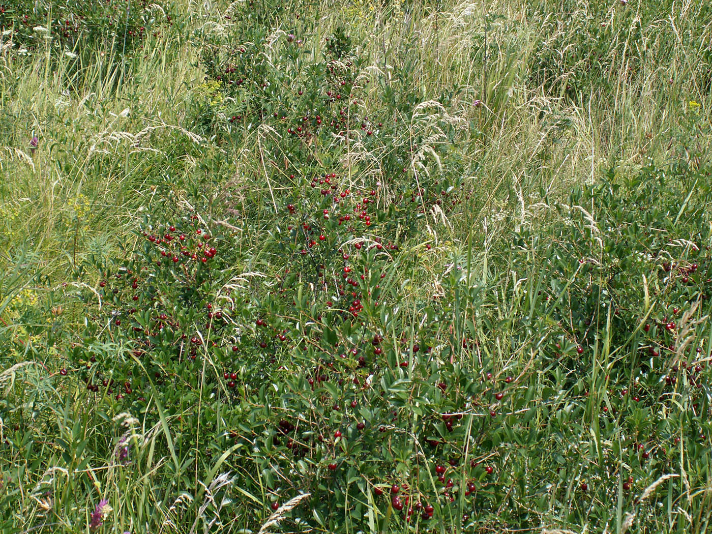 Image of Cerasus fruticosa specimen.