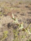 Salsola arbusculiformis