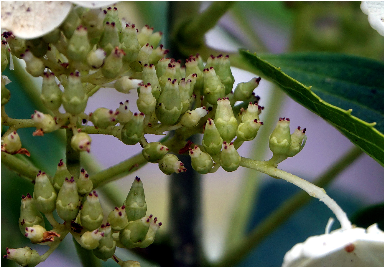 Image of Hydrangea arborescens specimen.