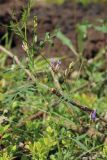 Astragalus arenarius