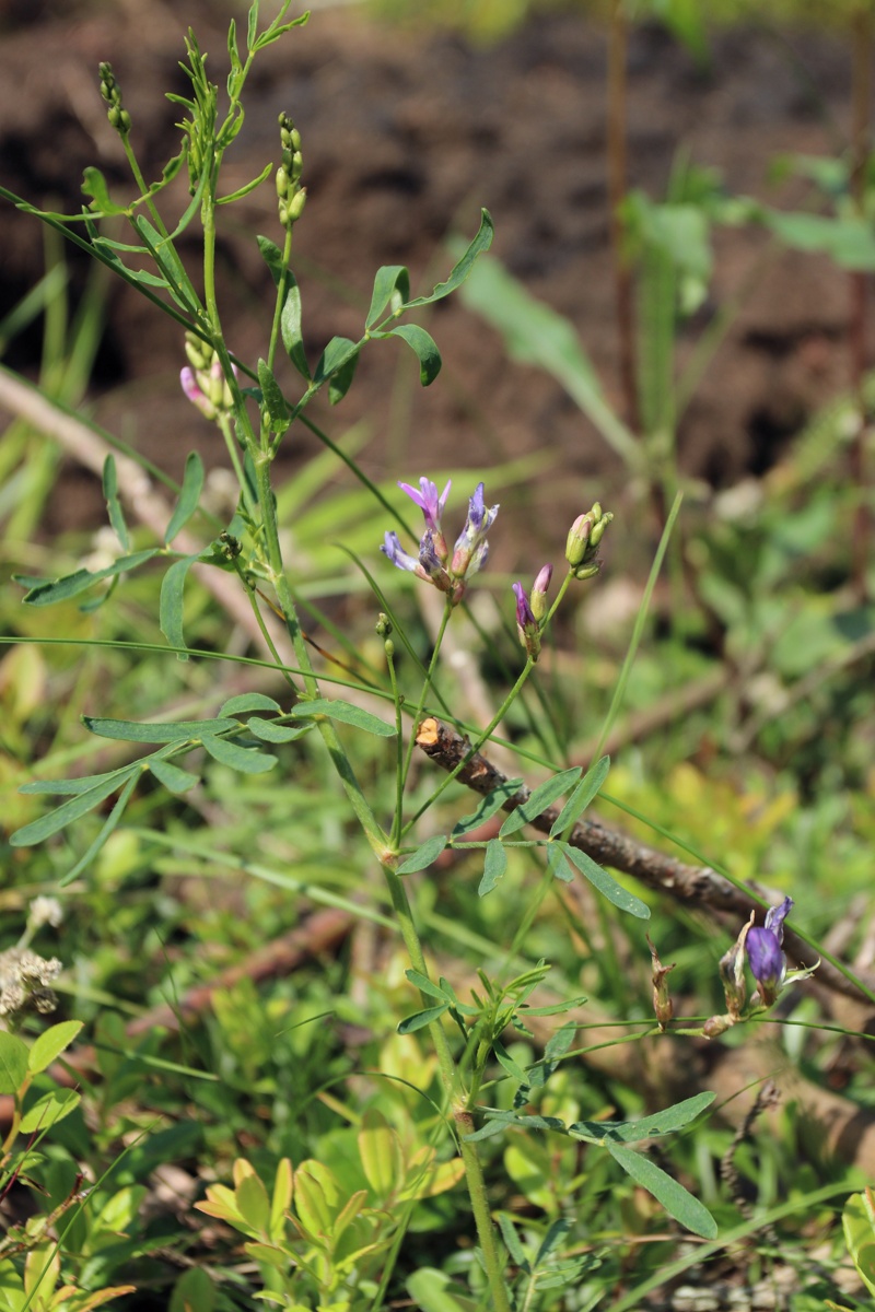 Image of Astragalus arenarius specimen.