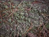 Cladonia fimbriata. Подеции. Татарстан, Агрызский р-н, окр. с. Красный Бор, старые посадки соснового леса, на хвойном опаде. 11.08.2025.