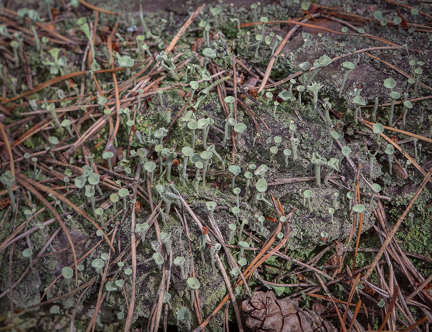 Изображение особи Cladonia fimbriata.