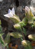 Campanula hagielia