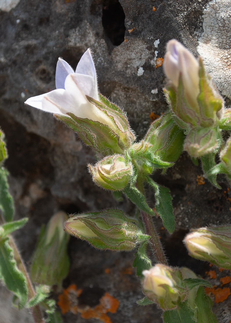 Image of Campanula hagielia specimen.