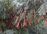 Leucaena leucocephala