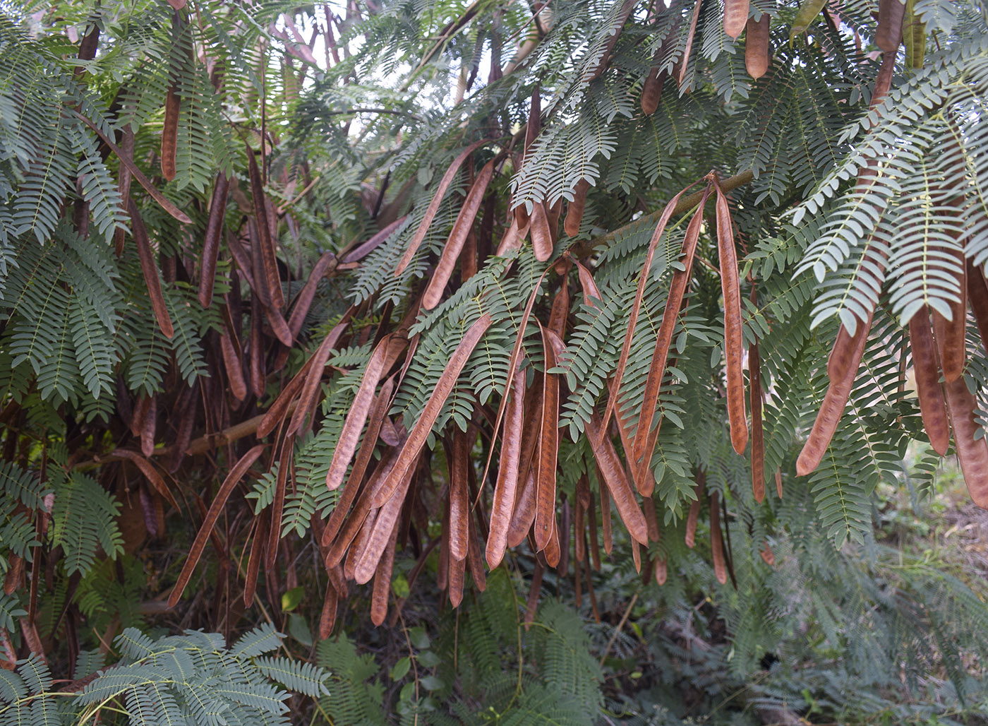 Изображение особи Leucaena leucocephala.