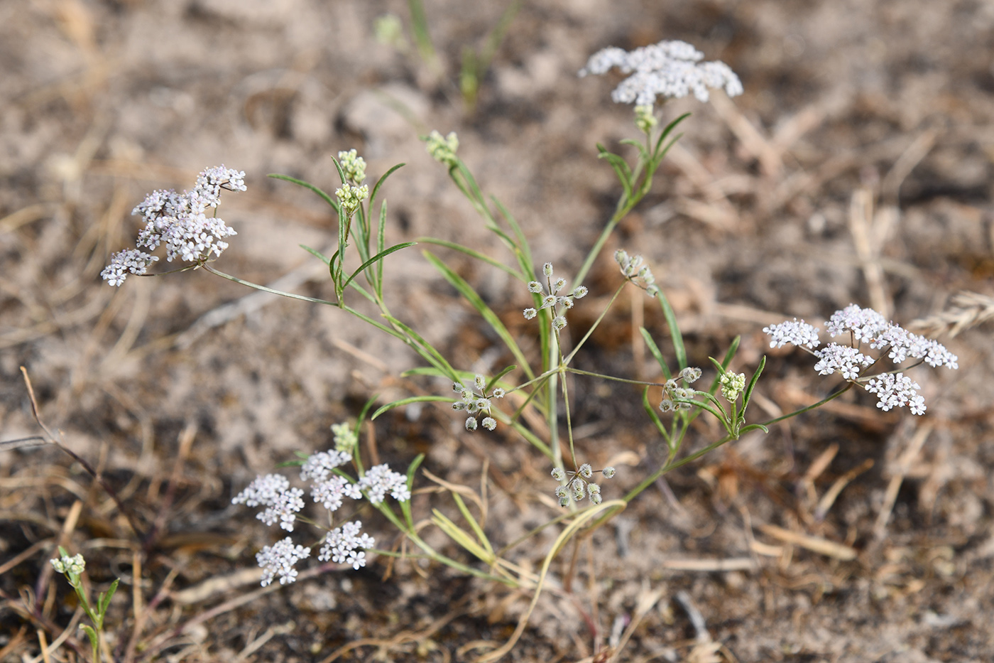 Изображение особи Aphanopleura leptoclada.