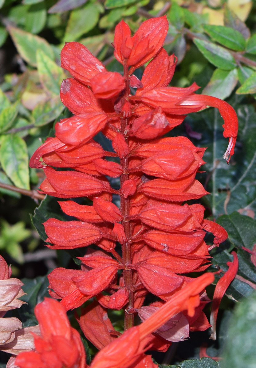 Изображение особи Salvia splendens.