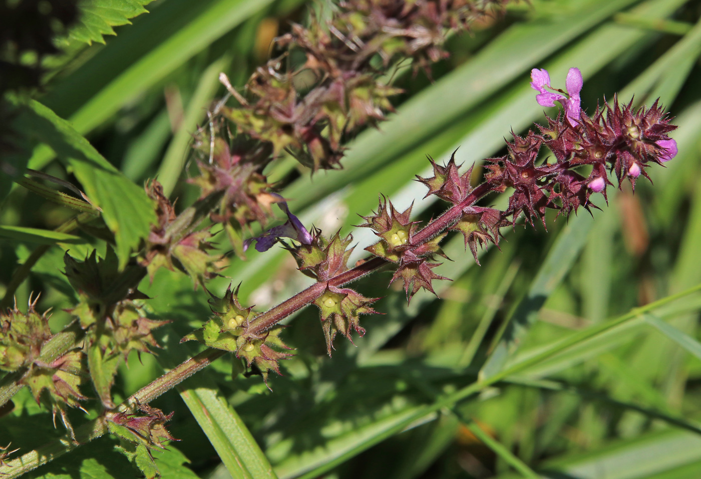 Изображение особи Stachys palustris.
