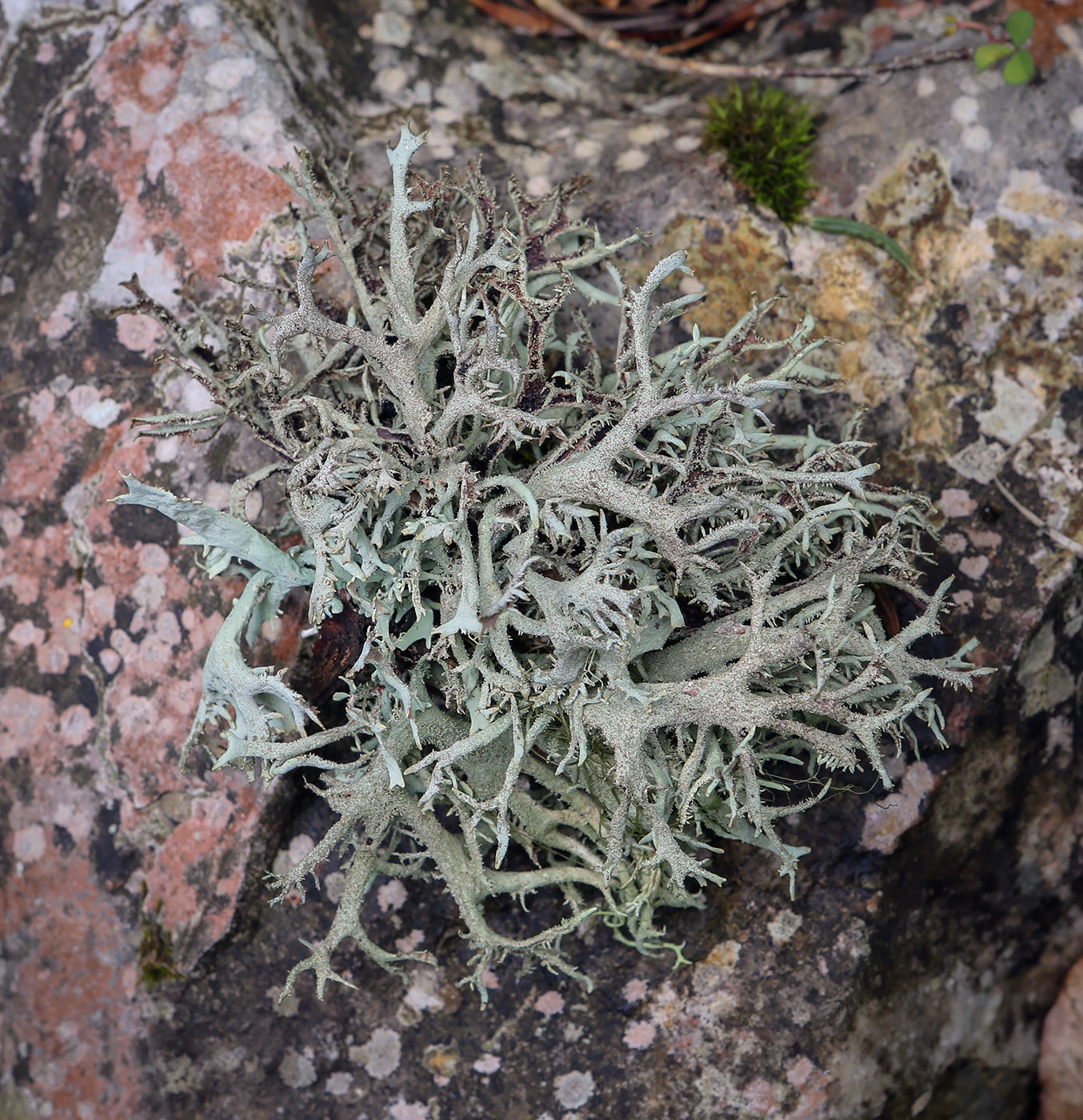 Image of Pseudevernia furfuracea specimen.