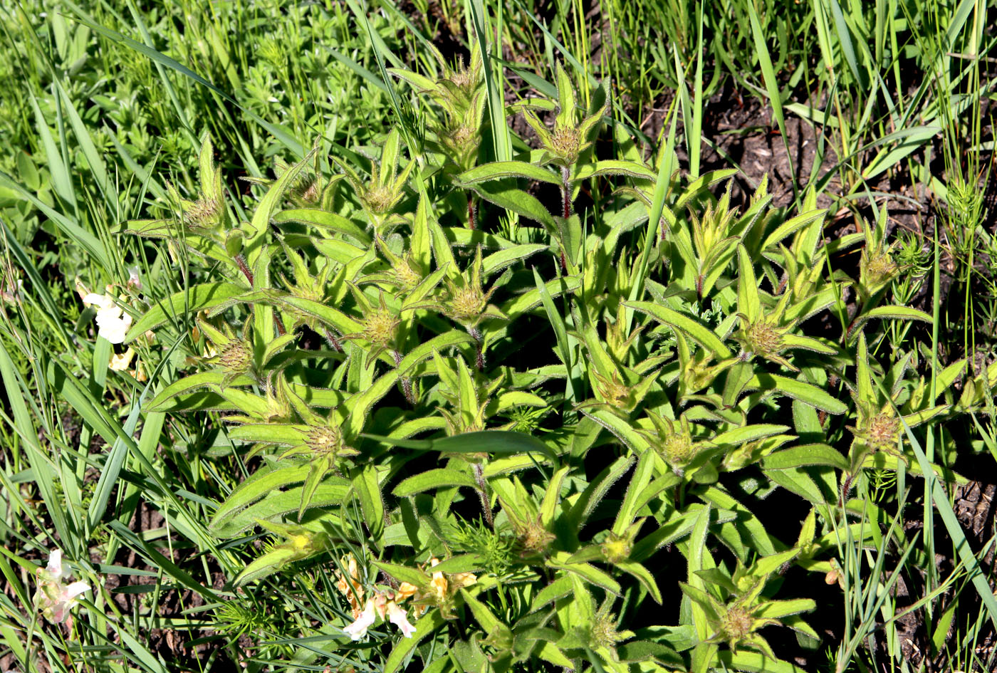 Image of Inula hirta specimen.