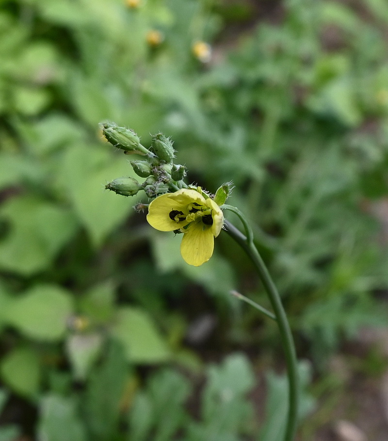 Image of familia Brassicaceae specimen.