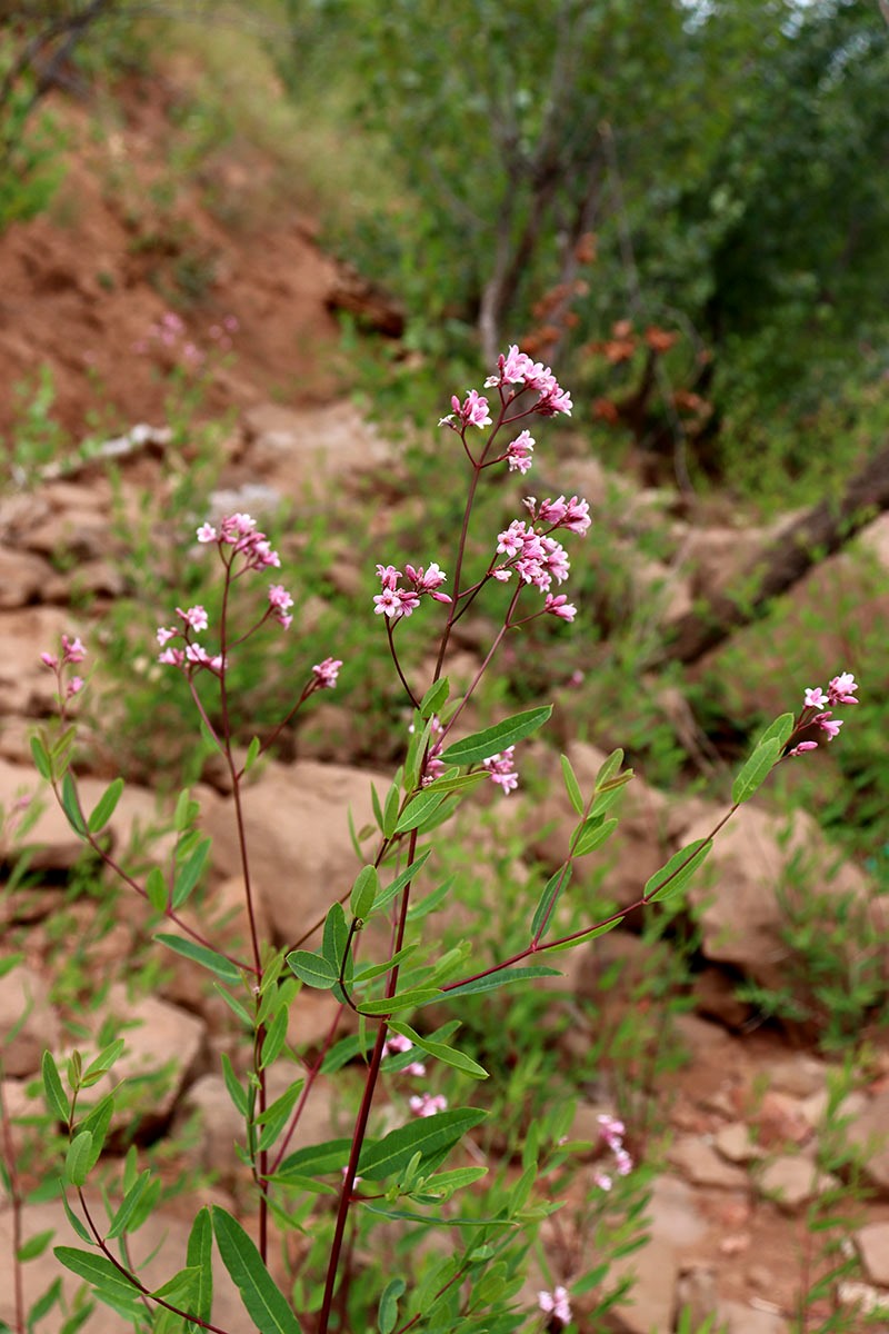 Изображение особи Trachomitum sarmatiense.