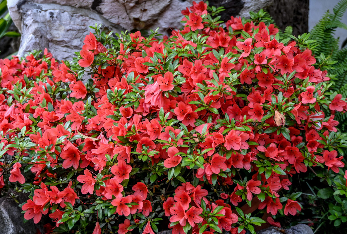 Изображение особи Rhododendron simsii.