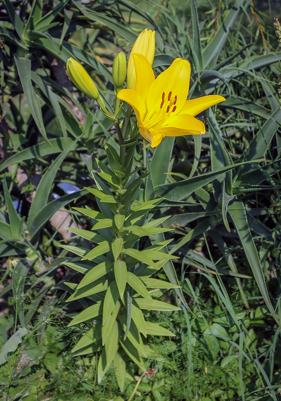 Image of genus Lilium specimen.