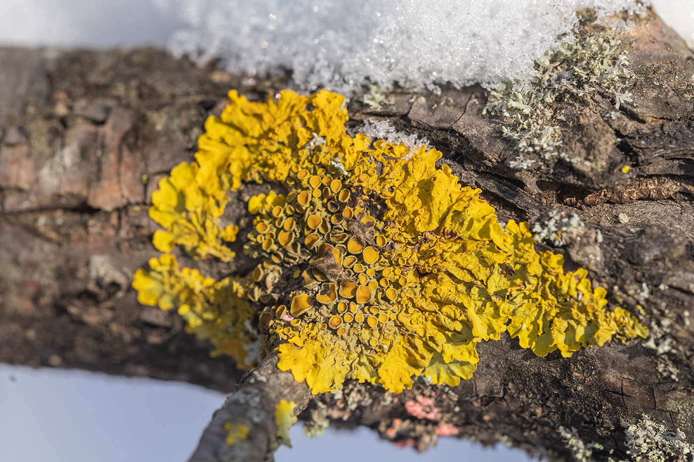 Image of Xanthoria parietina specimen.