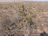 Salsola arbuscula