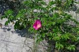 Rosa rugosa. Цветущее растение. Калининградская обл., Зеленоградский р-н, окр. пос. Куликово, песчаный пляж. 01.07.2025.