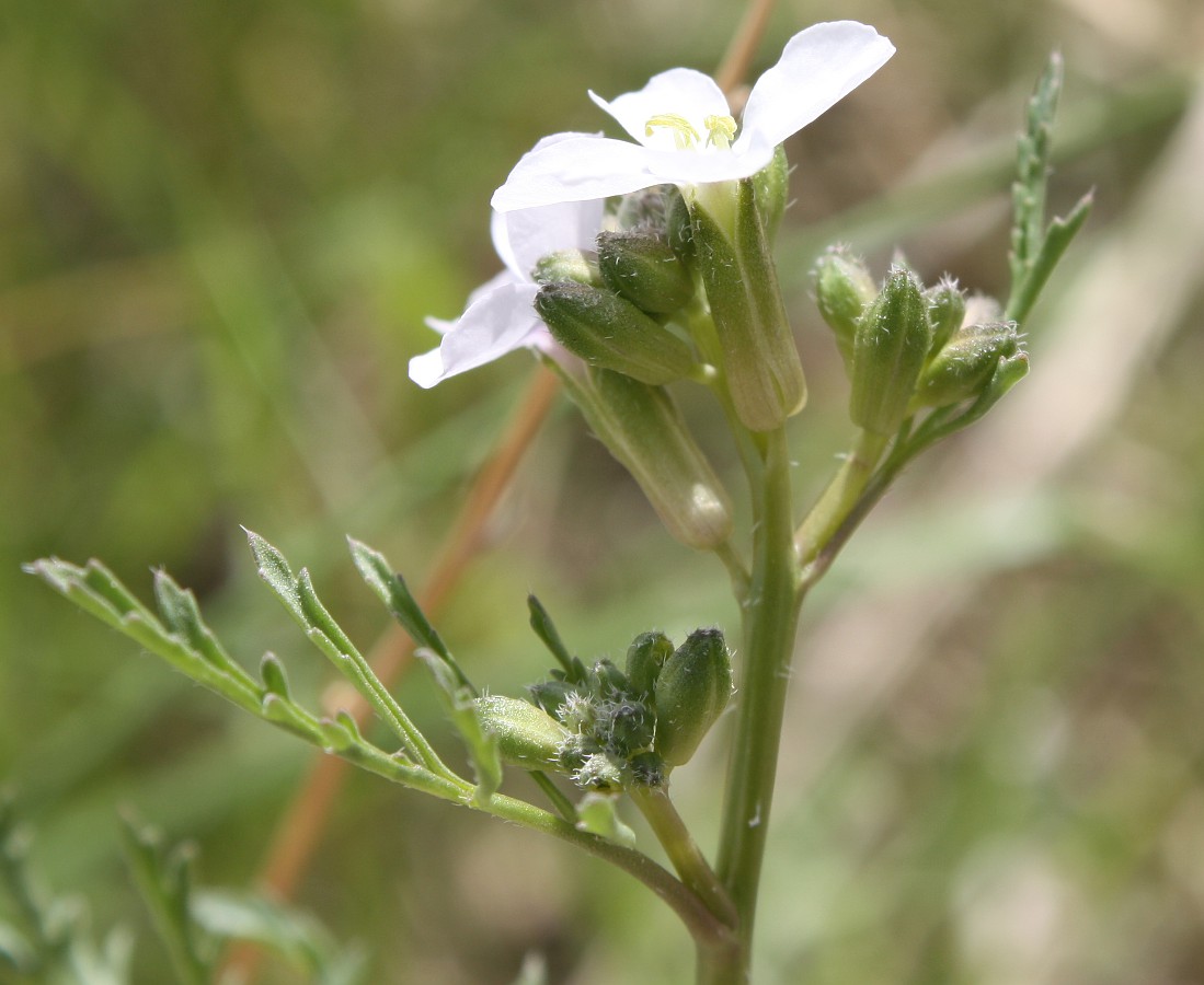 Image of Erucaria microcarpa specimen.