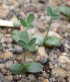 Oxytropis coerulea. Сеянцы. Нижегородская обл., в культуре. 28.02.2026.