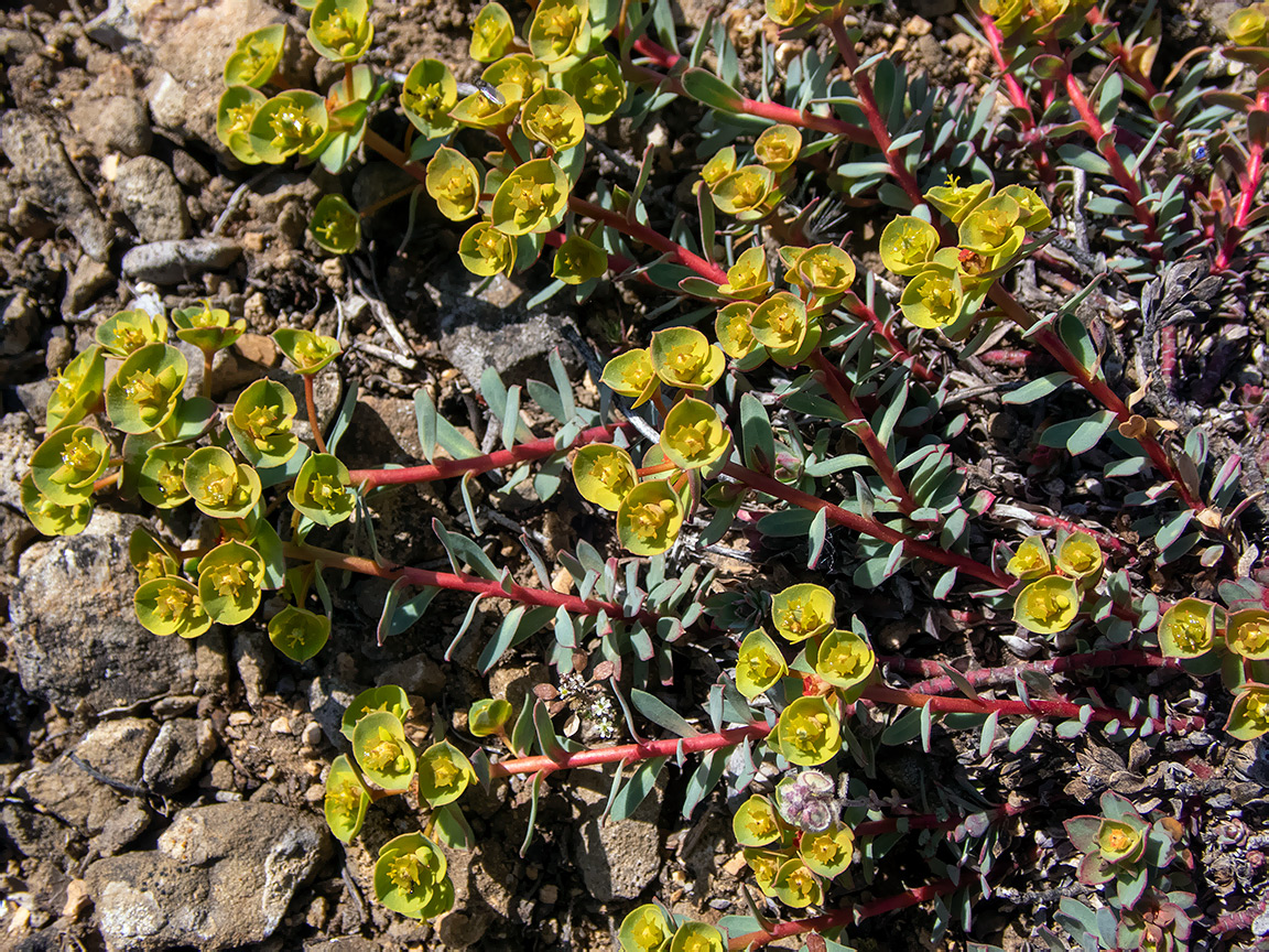 Image of Euphorbia petrophila specimen.