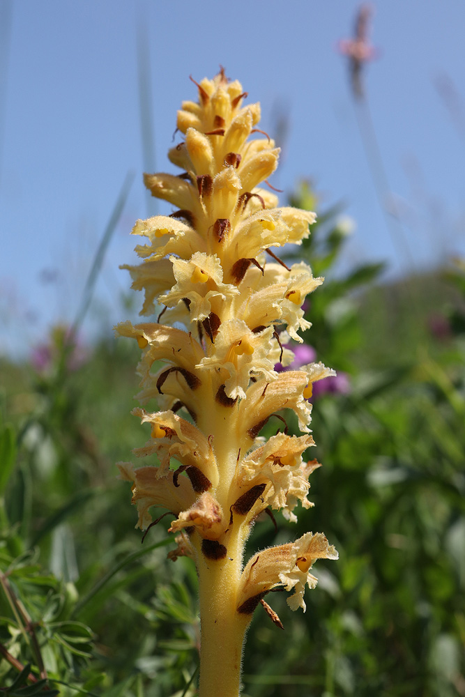 Изображение особи Orobanche alsatica.