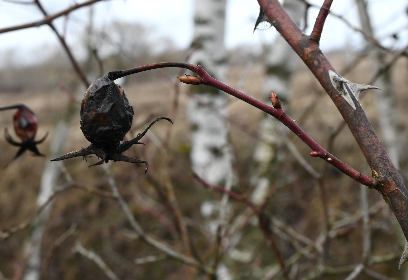 Image of genus Rosa specimen.