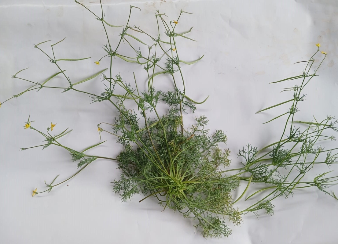 Изображение особи Hypecoum parviflorum.