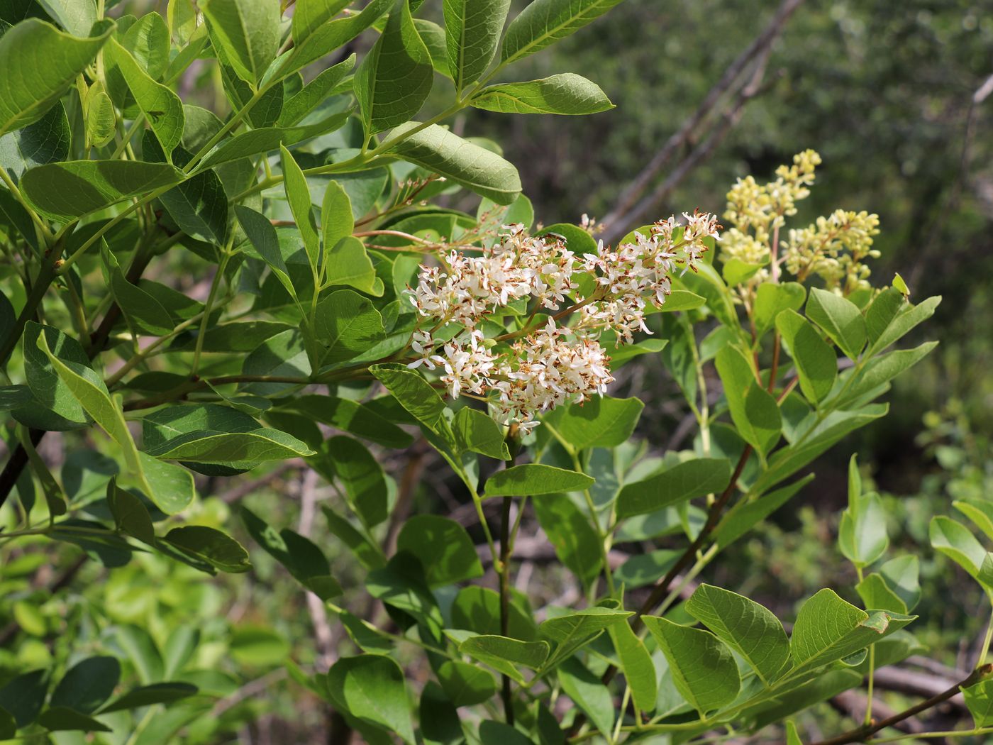 Image of Fraxinus raibocarpa specimen.