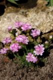 Armeria juniperifolia. Соцветия. Белгородская обл., пос. Ракитное, ул. Сосновая, 2, в культуре. 13 мая 2026 г.