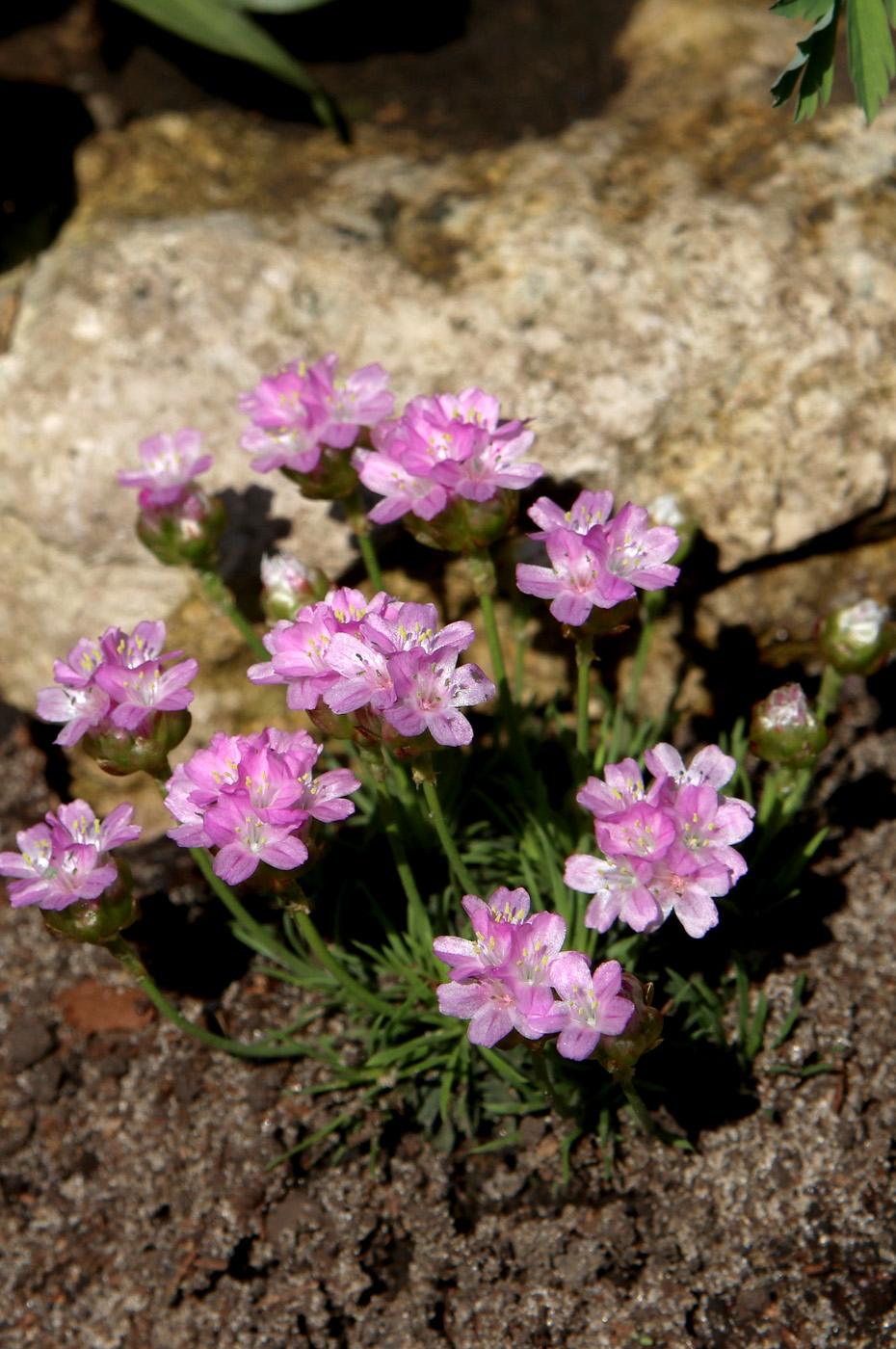 Image of Armeria juniperifolia specimen.
