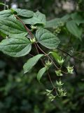 Philadelphus coronarius