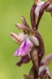 Anacamptis collina подвид fedtschenkoi. Цветок. Дагестан, Дербентский р-н, природный парк \"Джалган\", гора Ачигсырт, выс. ок. 350 м н.у.м., травянистый склон. 30.04.2026.