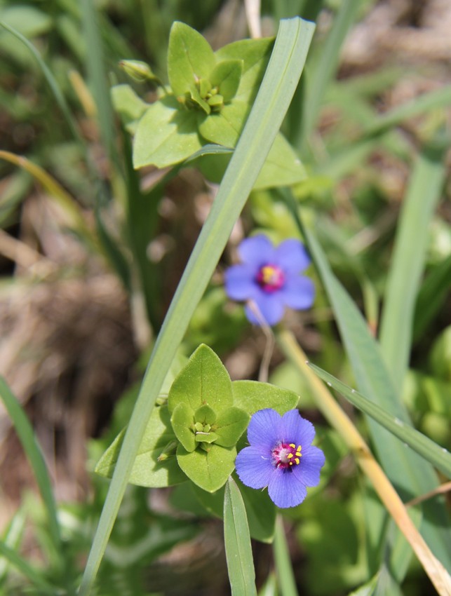 Image of Anagallis arvensis specimen.