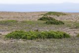 Juniperus rigida subspecies litoralis. Вегетирующее растение. Приморский край, Лазовский р-н, Лазовский запов., берег бухты Просёлочная, песчаная морская терраса, приморский луг. 12.06.2026.